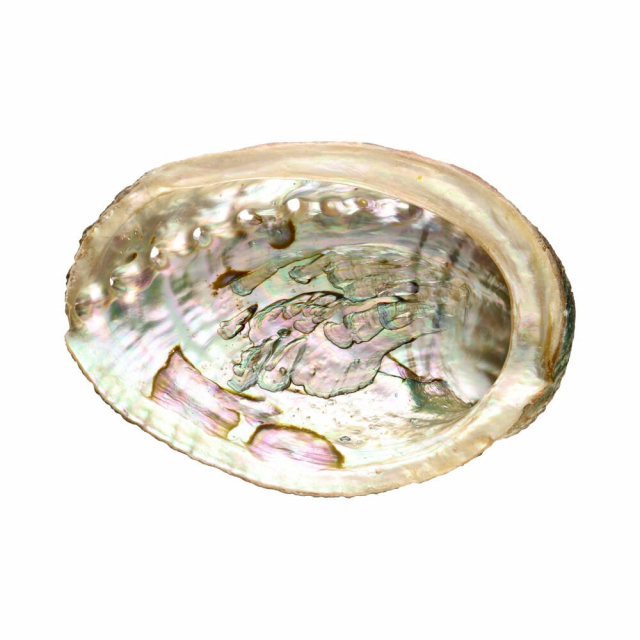 Abalone-kuorikotilo Medium