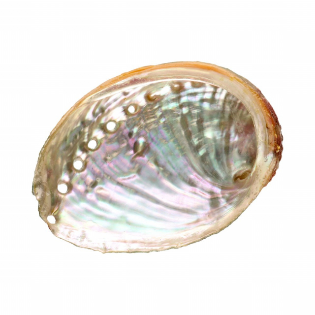 Abalone simpukka, pieni