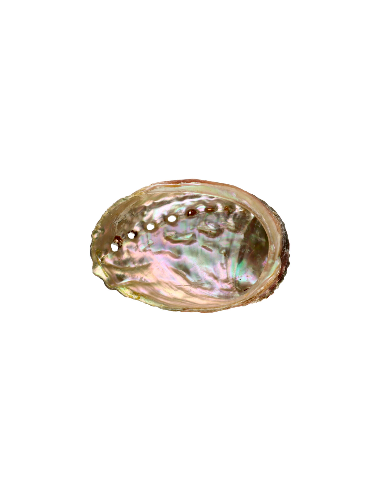 Abalone simpukka pieni